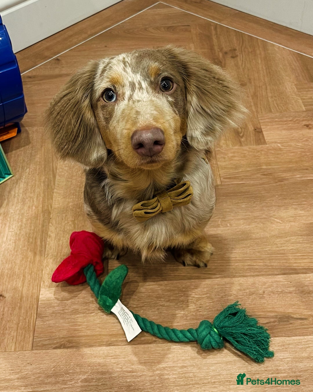 Miniature Dachshund dogs for stud: Long haired miniature dachshund for stud - Image 1