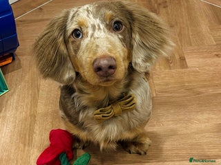 Miniature Dachshund dogs - Advert 31