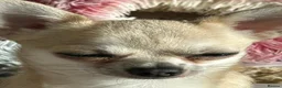 Chihuahua dogs for stud: Stud  - Advert 4
