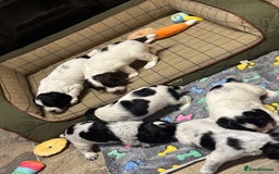 Cocker Spaniel dogs for sale: Gorgeous Blue Roan Cocker Spaniel Puppies  - Image 3
