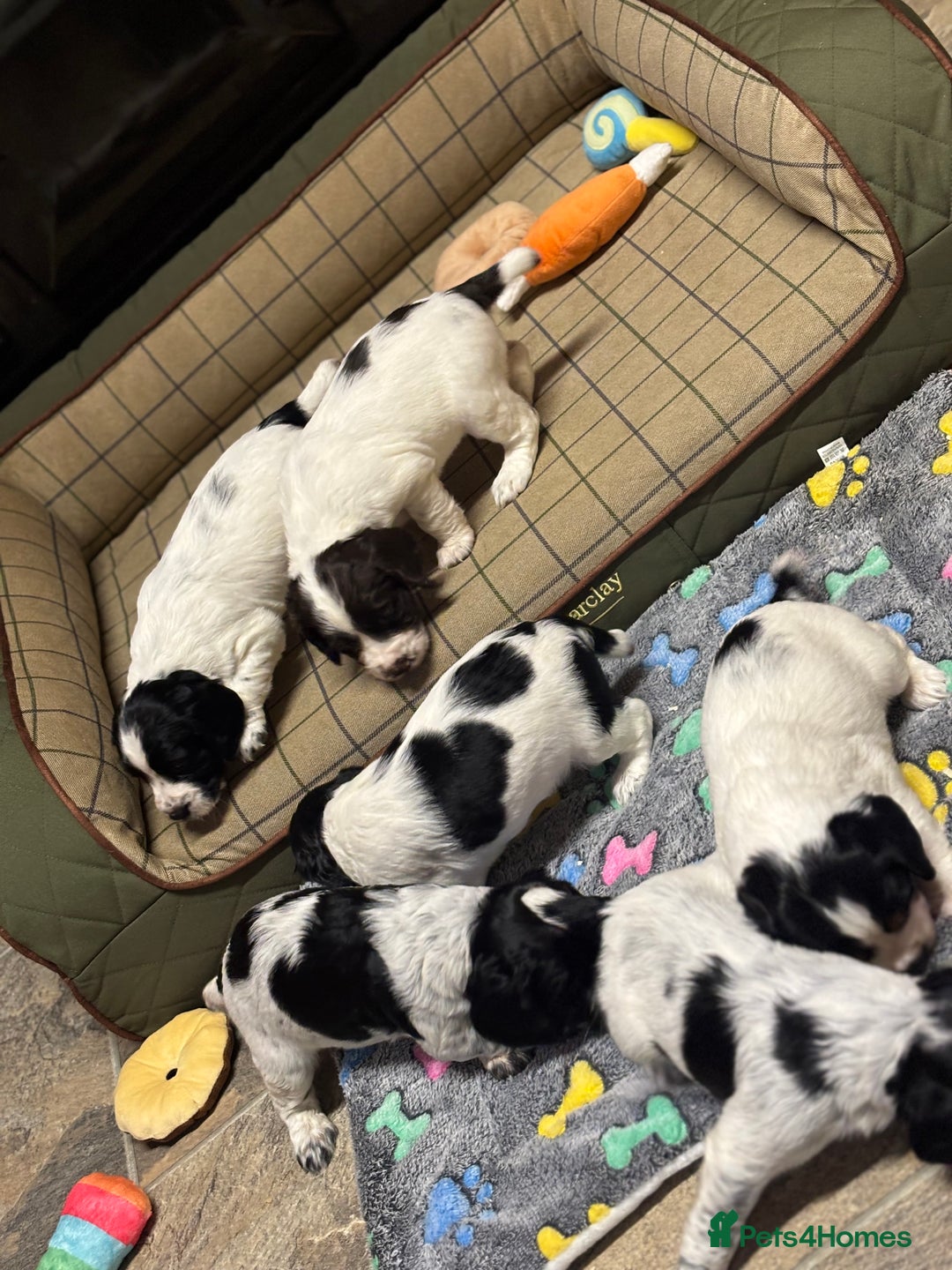 Cocker Spaniel dogs for sale: Gorgeous Blue Roan Cocker Spaniel Puppies  - Image 3