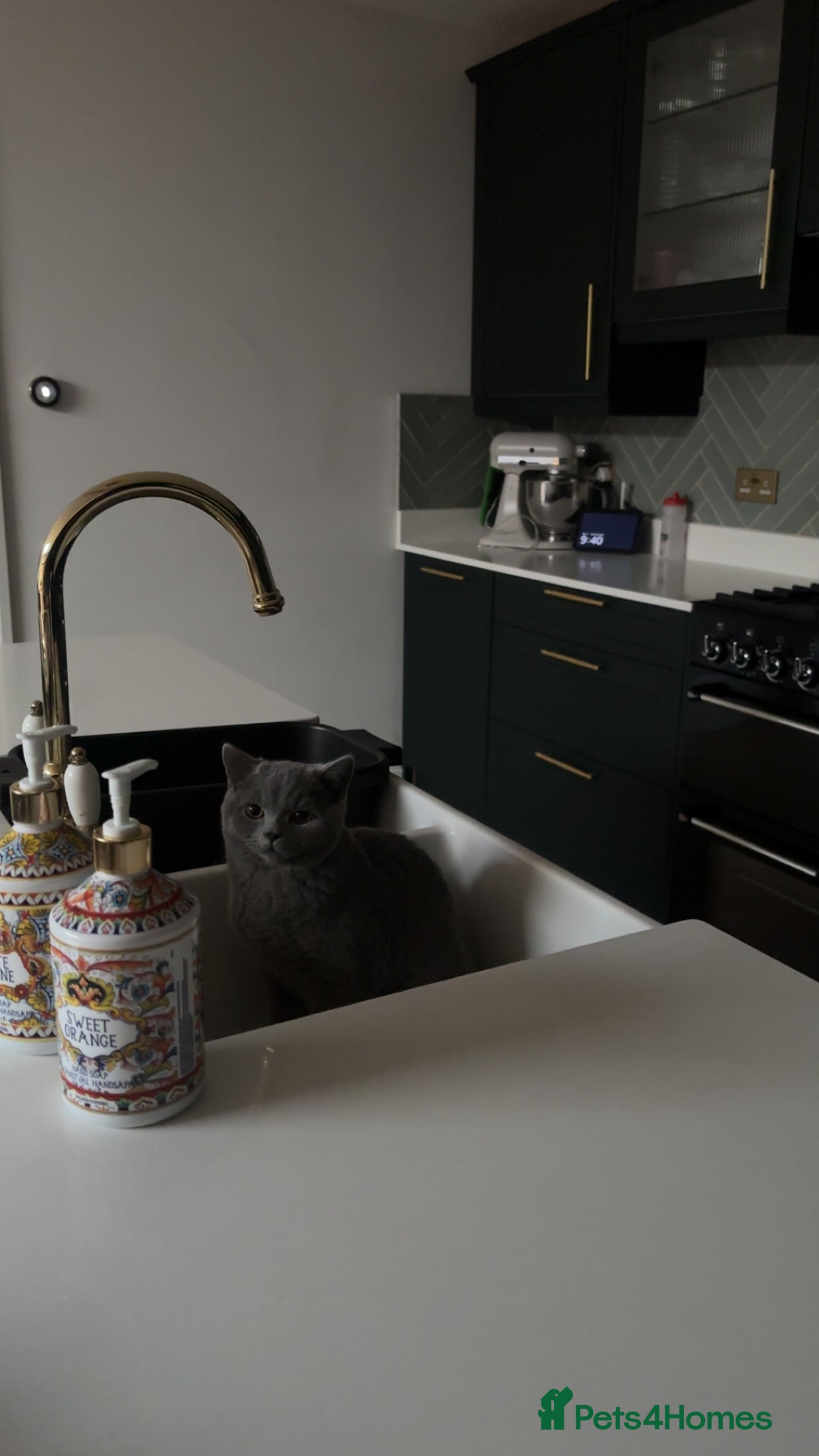 British Shorthair cats Male British short hair  - Advert 2