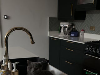 British Shorthair cats Male British short hair - Advert 1