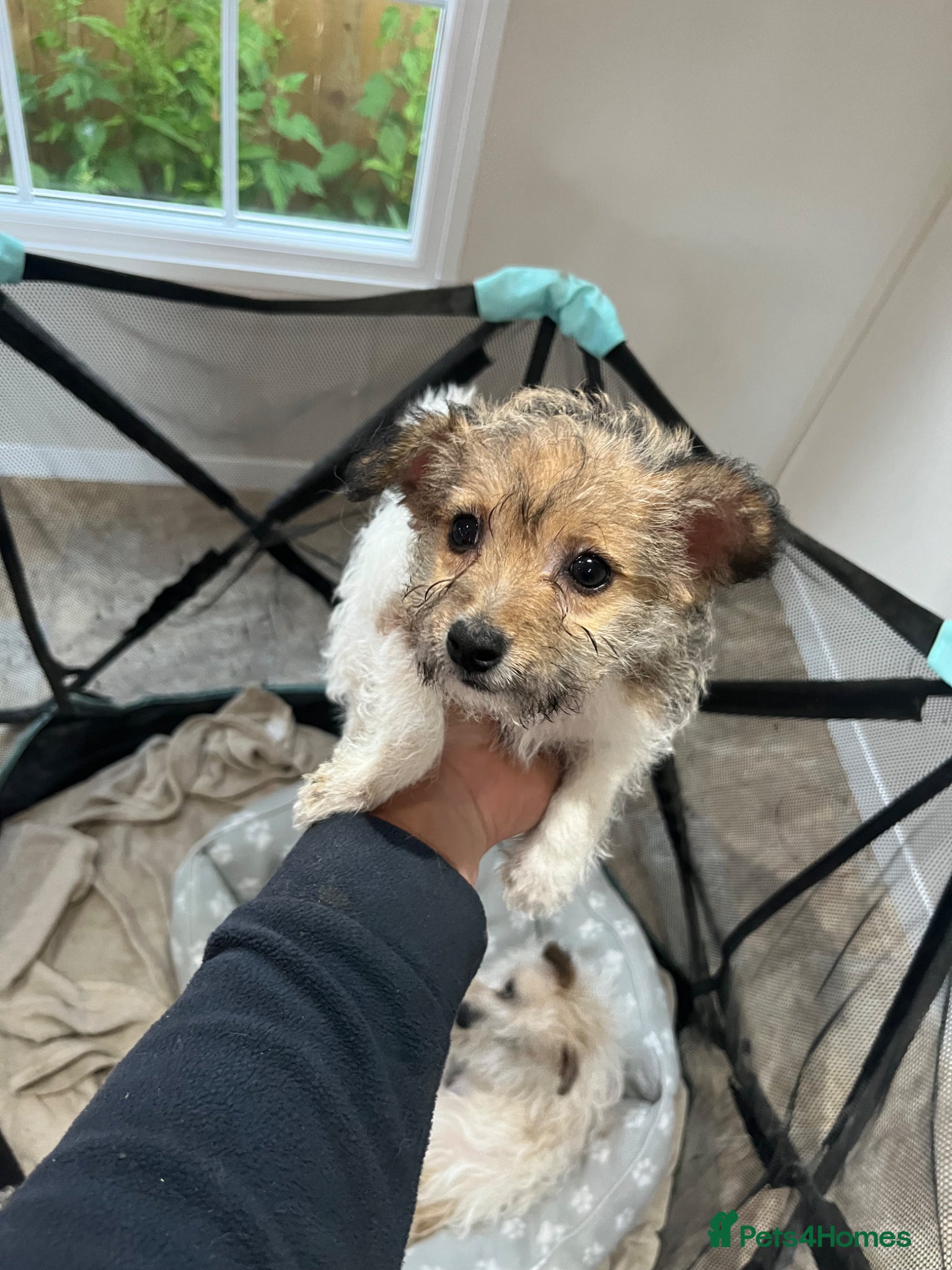 Jack Russell dogs for sale: Gorgeous tiny Jack Russell‘s in High Wycombe - Advert 11