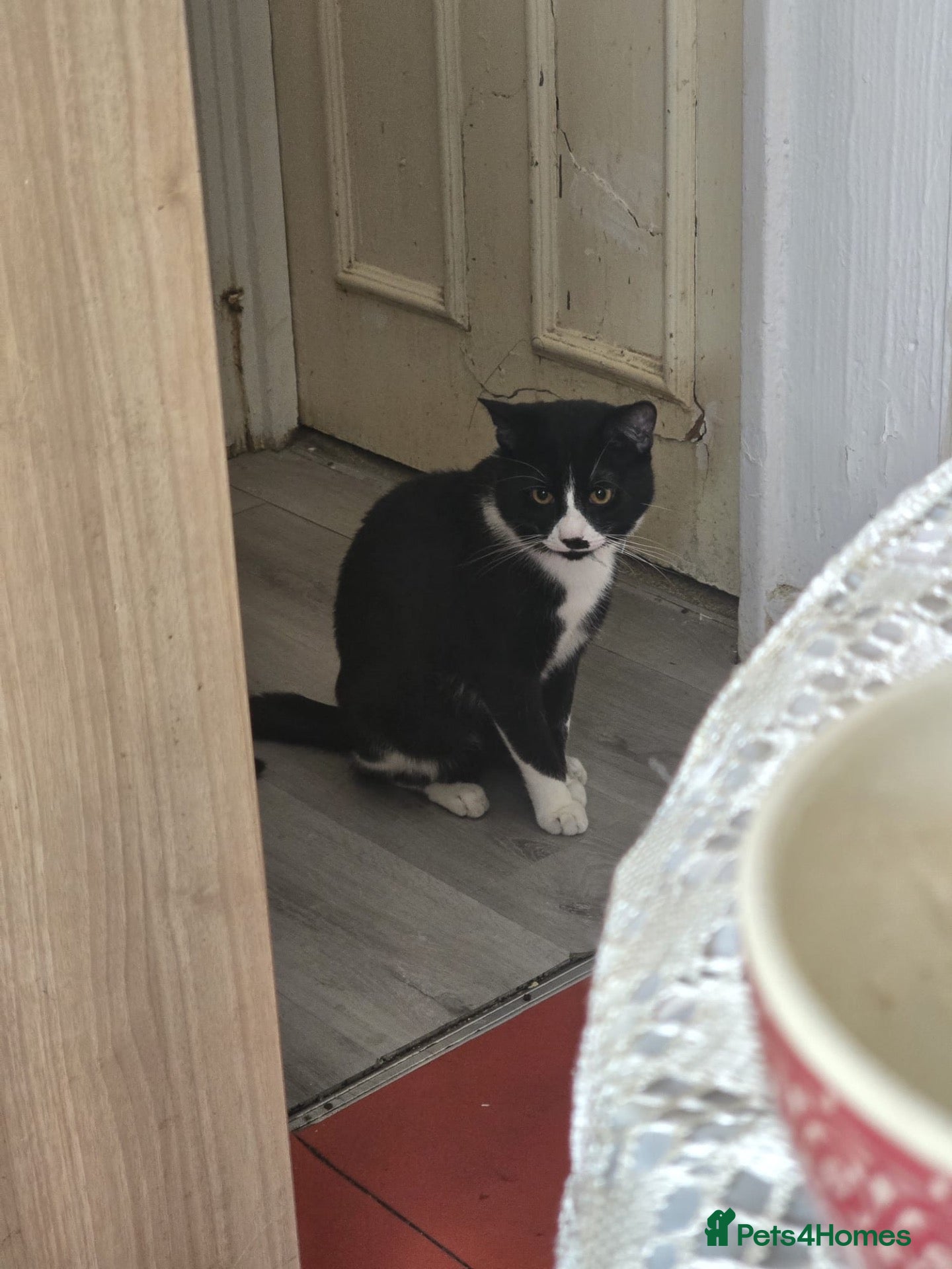 Domestic Shorthair cats 1 Year Old Needs Rehoming - Advert 3