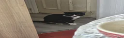 Domestic Shorthair cats for sale: 1 Year Old Needs Rehoming in London - Advert 1