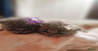 British Shorthair cats - Advert 1