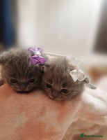 British Shorthair cats - Advert 7