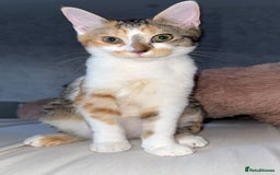 Scottish Fold cats for sale: Cat for sale ,8month - Image 3