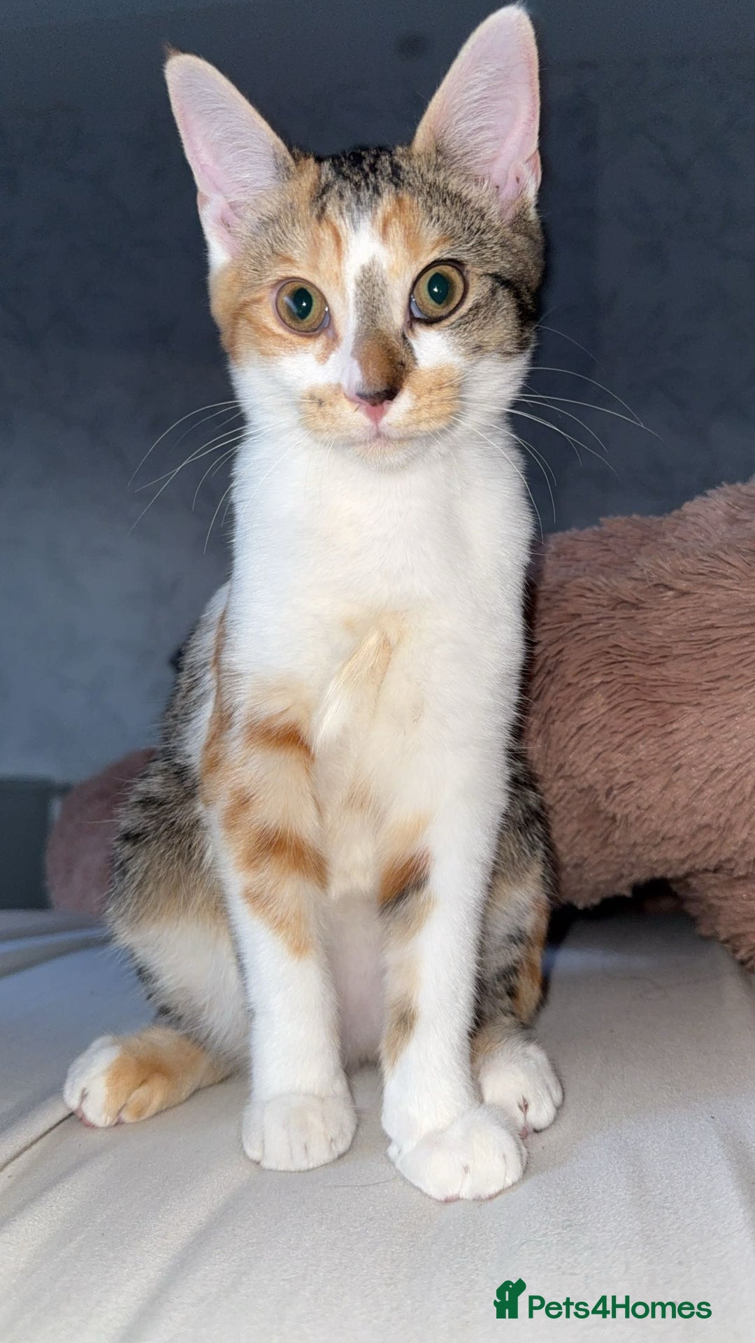 Scottish Fold cats for sale: Cat for sale ,8month - Image 3