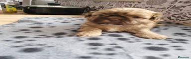 Shih Tzu 4