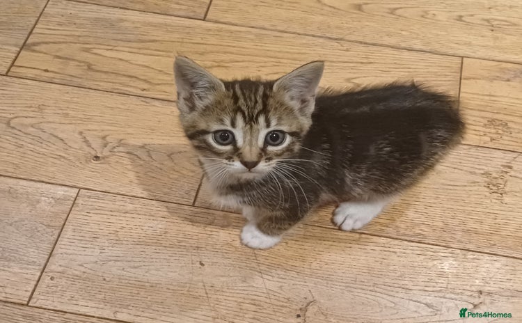 Mixed Breed cats - Advert 14