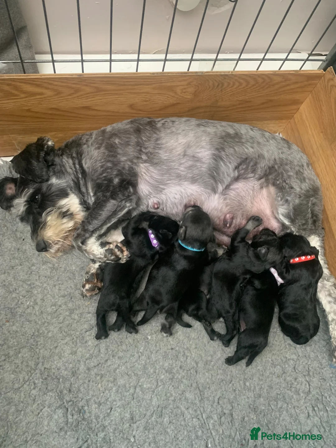 Miniature Schnauzer dogs for sale: 6 amazing family reared miniature schnauzers  in Pontefract - Advert 1