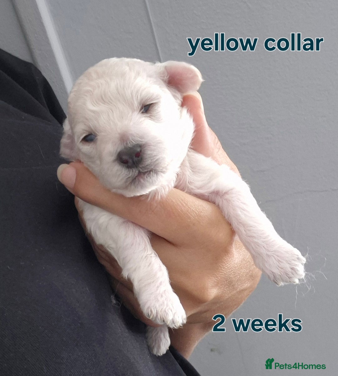 Poochon dogs for sale: Poochons - Image 4