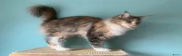 Maine Coon cats for sale: ACTIVE REG Blue Tortie and White FEMALE - Advert 5