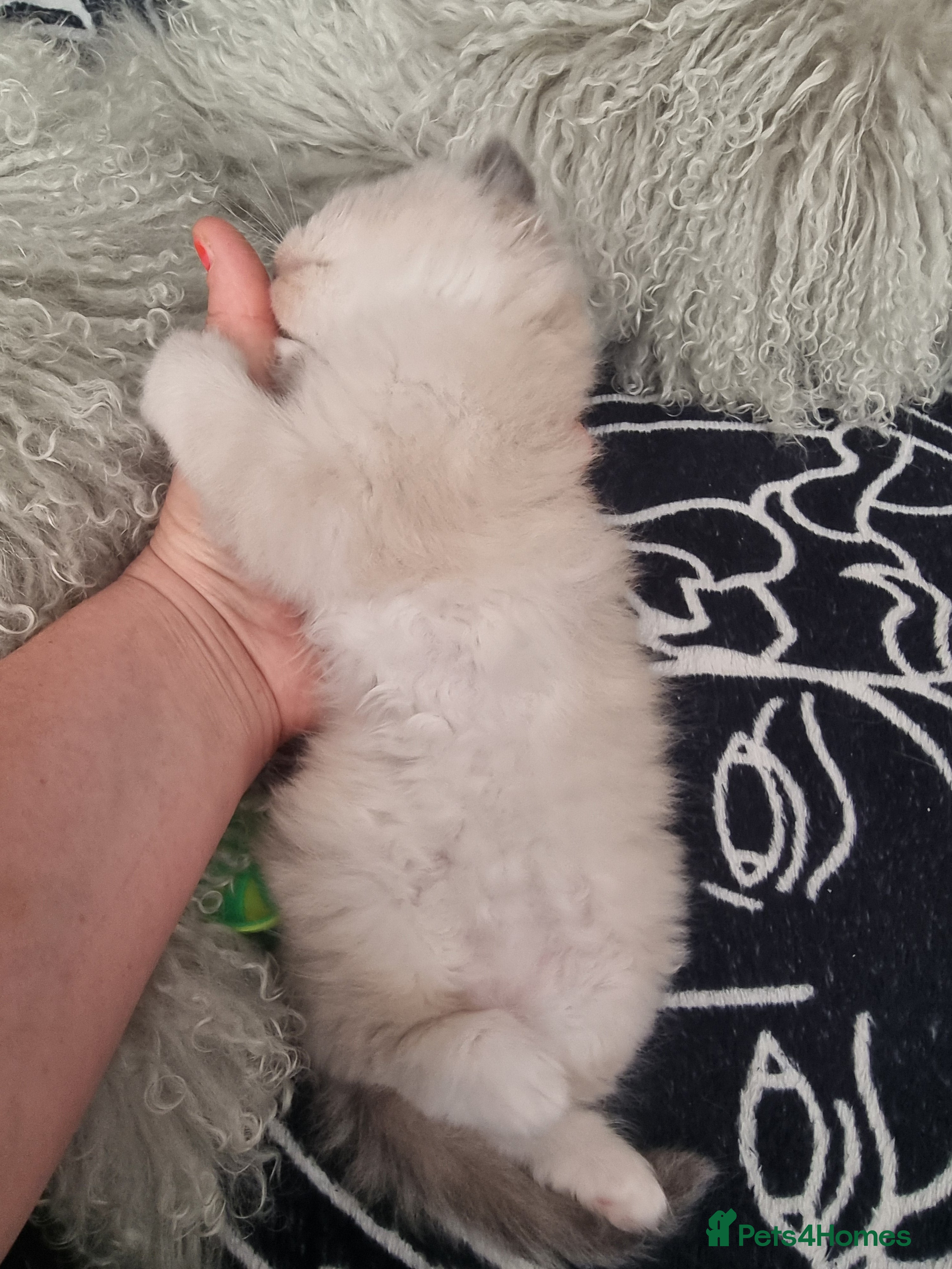 Ragdoll cats for sale: Ragdoll  - Advert 31