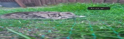Mixed Breed cats for sale: 3 adorable Kittens  in Ipswich - Advert 4