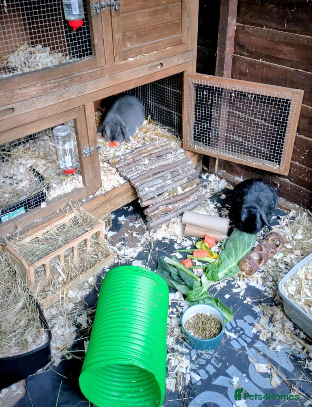 Dwarf Lop rabbits for sale: Do you have room for these handsome boys? in Worcester - Advert 2