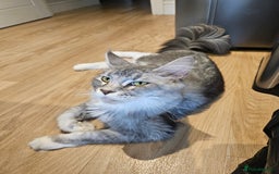 Maine Coon cats for sale: Maine coon kittens  - Image 23