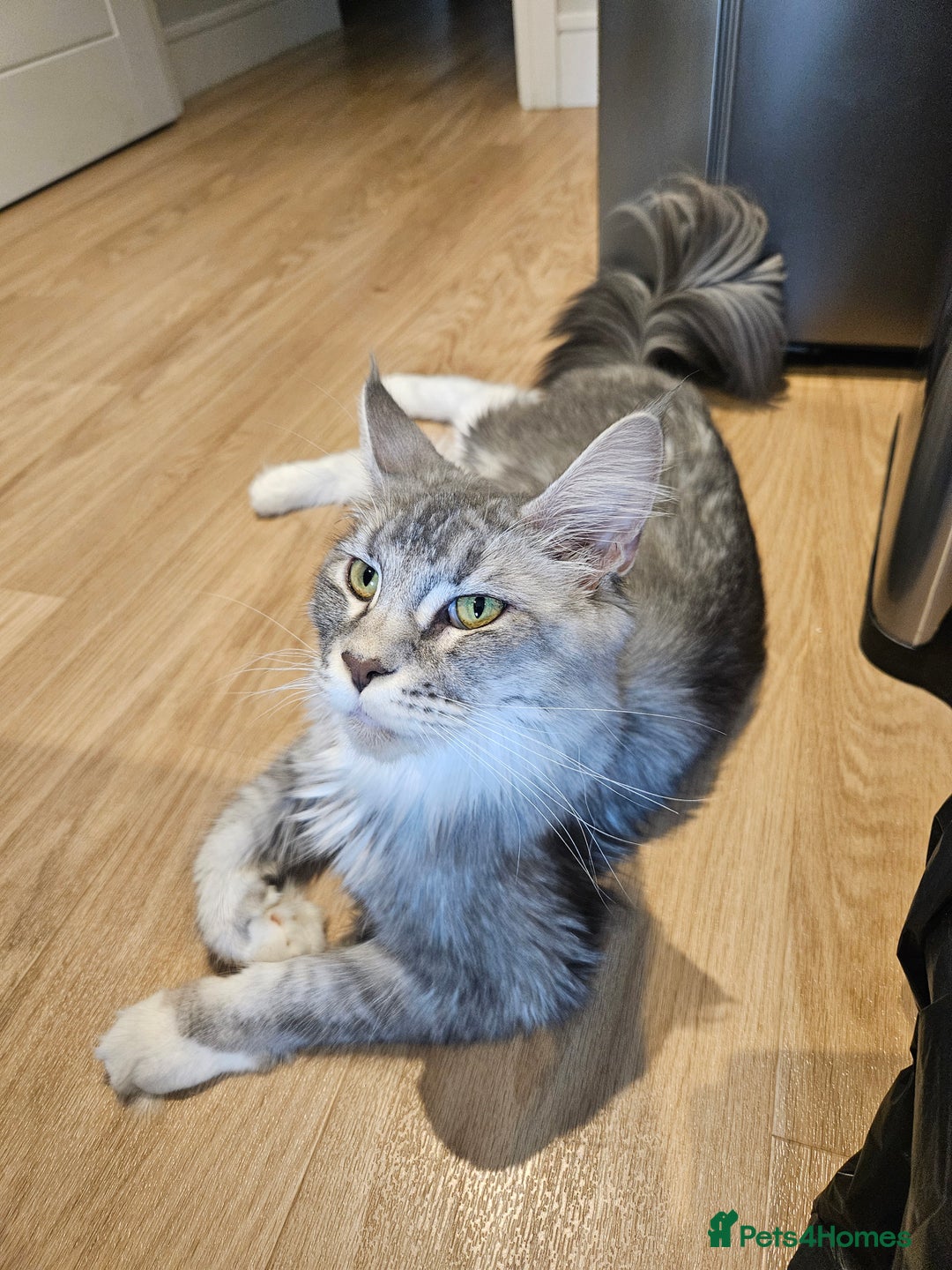 Maine Coon cats for sale: Maine coon kittens  - Image 23