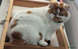 British Shorthair cats for sale: Lilac and white harlequin bsh boy  - Image 4
