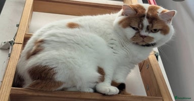 British Shorthair cats - Advert 8