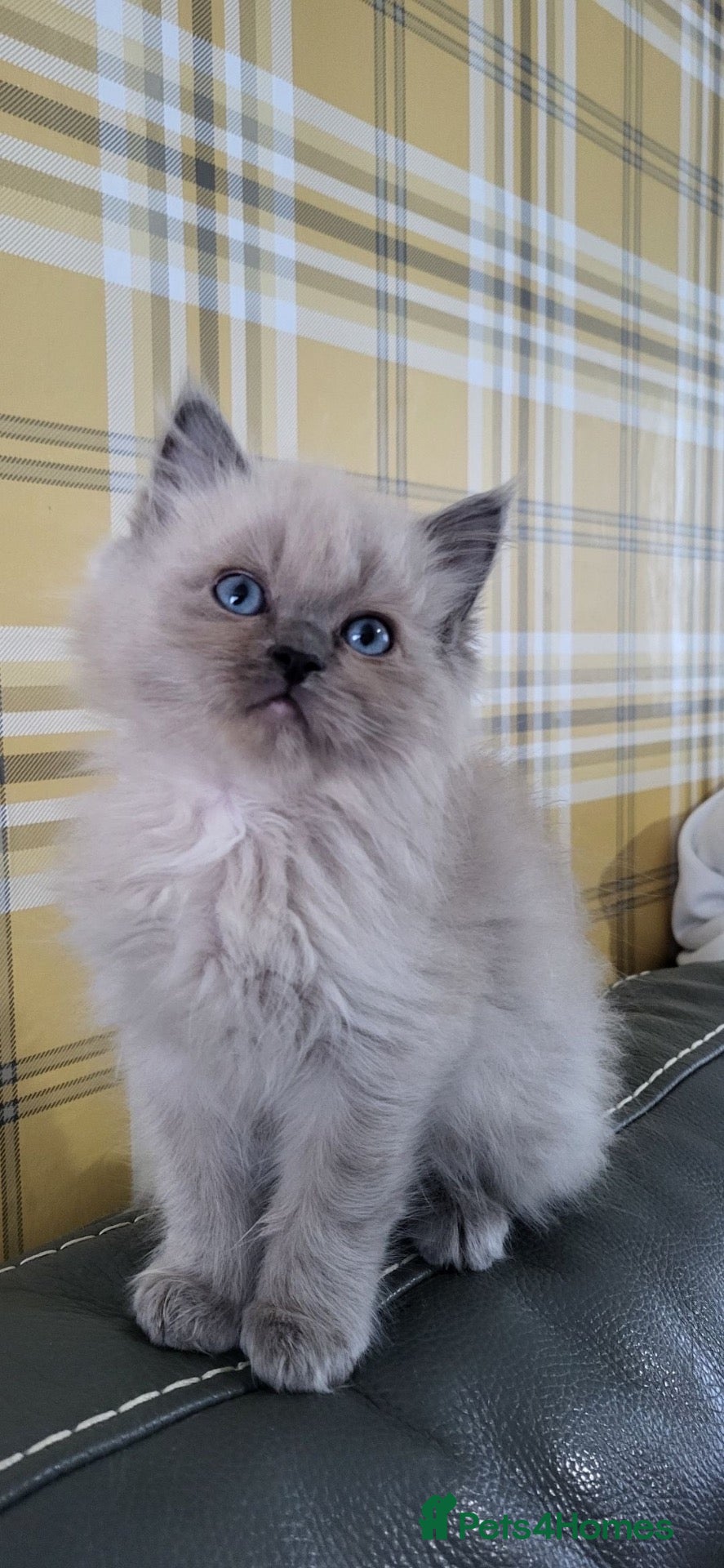 Ragdoll cats Tortie,Seal and Blue full pedigree  - Advert 17