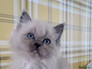 Ragdoll cats Tortie,Seal and Blue full pedigree - Advert 17