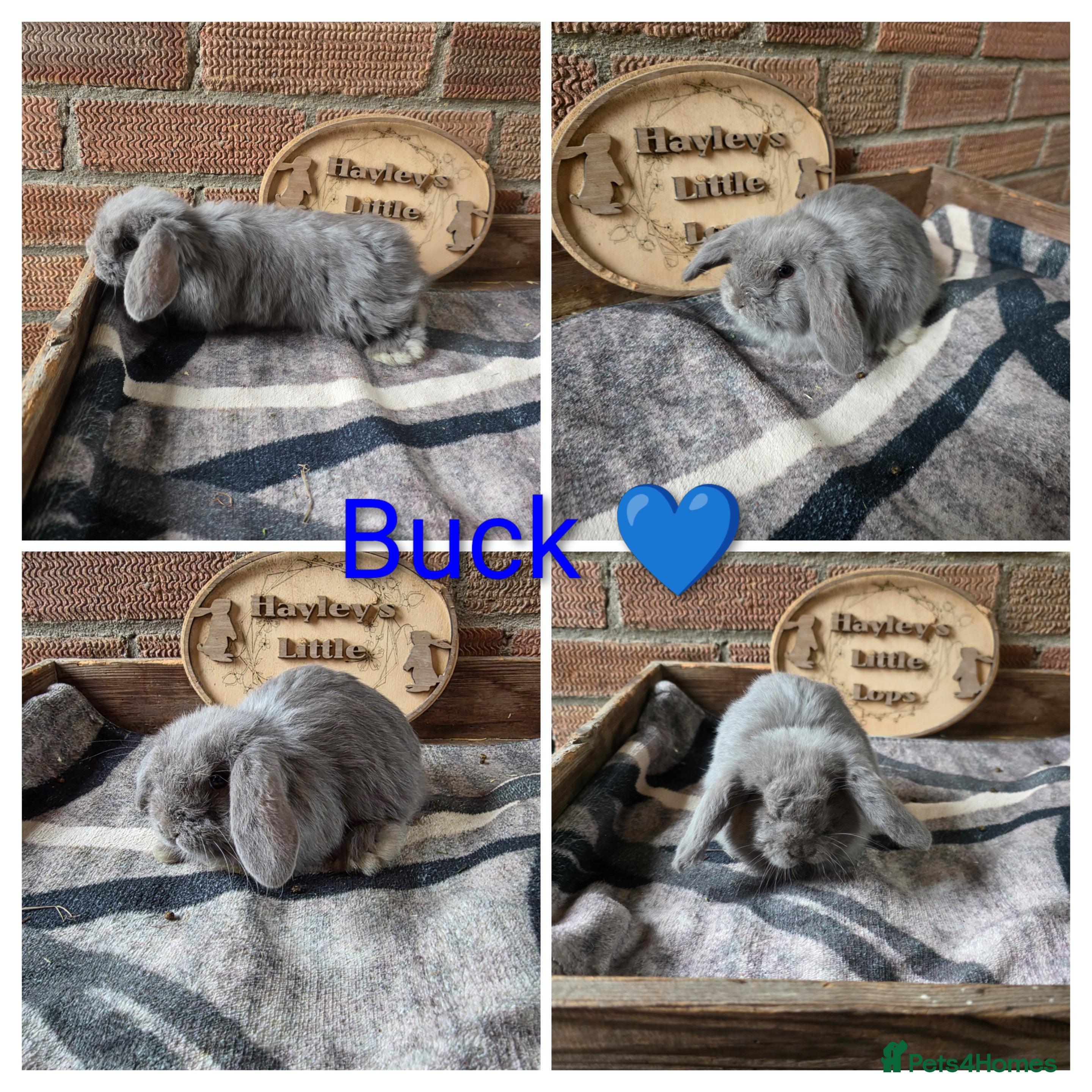 Mini Lop rabbits Gorgeous pure breed mini lops  - Advert 2