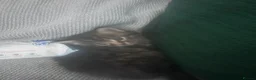 Bengal cats for sale: 2 kittens needing forever homes  in Aldershot - Advert 8