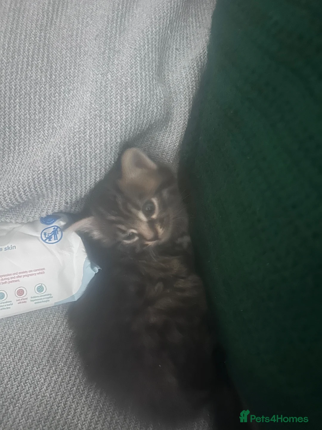 Bengal cats for sale: 2 kittens needing forever homes  in Aldershot - Advert 8