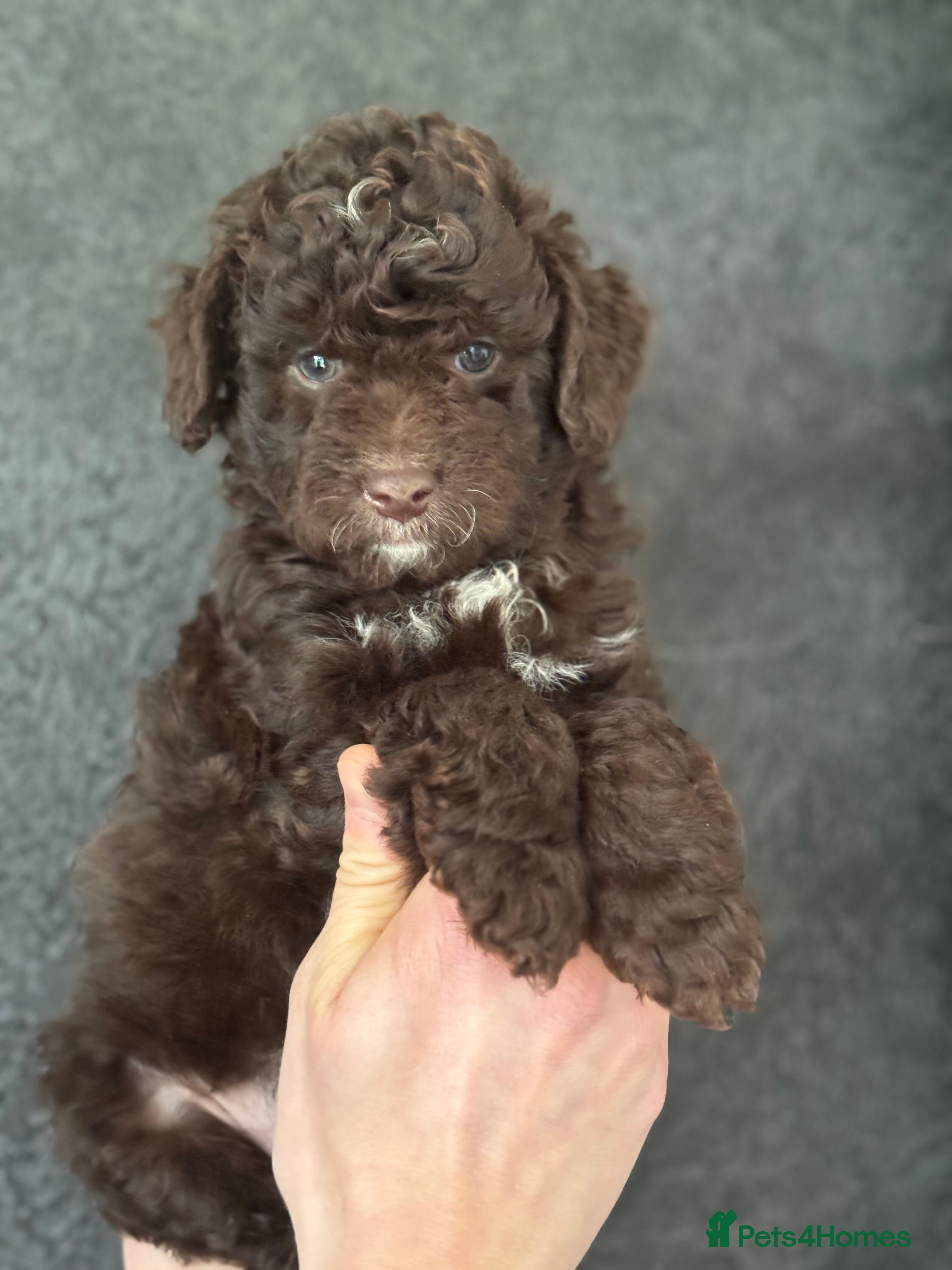 Aussiedoodle dogs MINIATURE Aussiedoodle Puppies ⭐️ - Advert 2