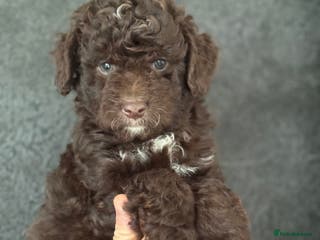 Aussiedoodle dogs MINIATURE Aussiedoodle Puppies ⭐️ - Advert 2