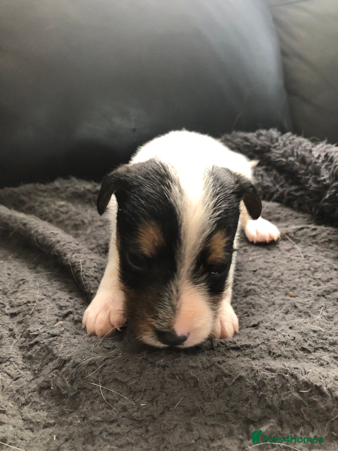 Parson Russell dogs for sale: KC quality health tested parson Russell terriers  - Image 4
