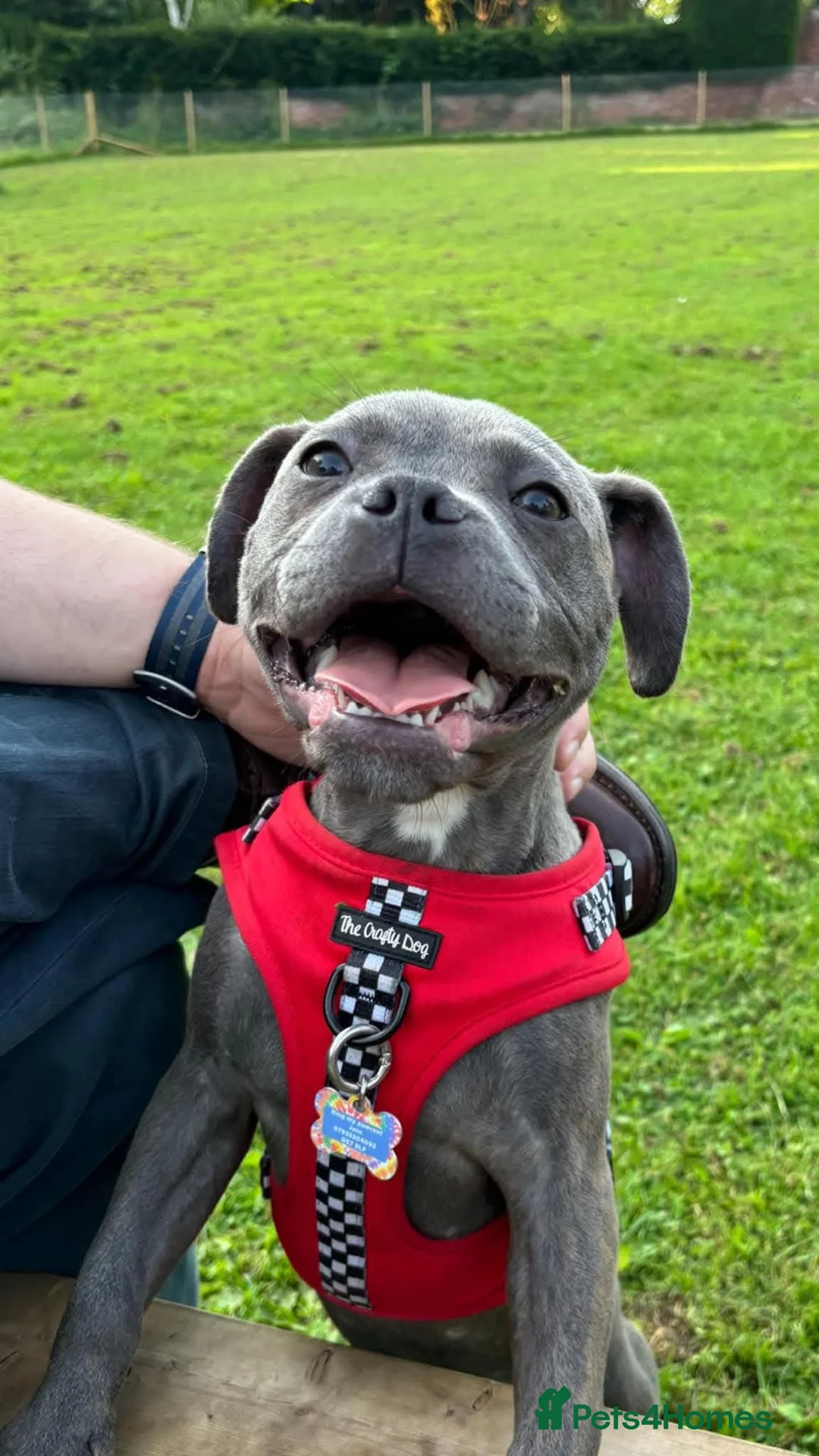 Mixed Breed dogs for sale: 2 Year old Blue Staffy/Frenchie none fault rehome in Nottingham - Advert 3