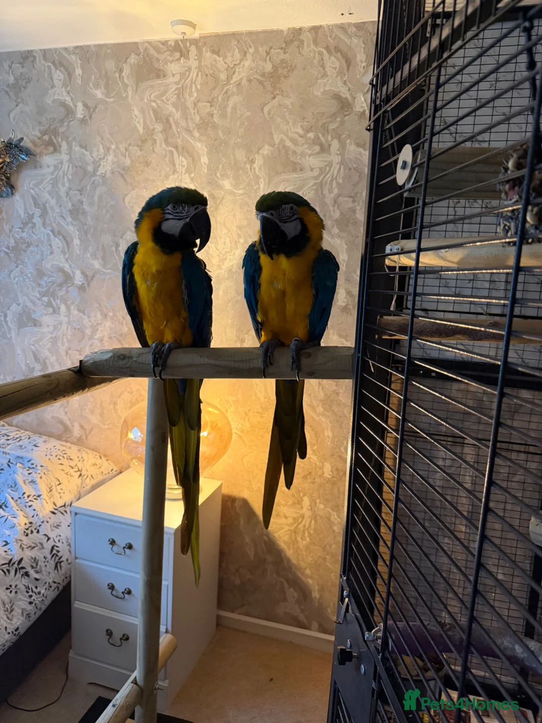 Macaws birds for sale: 2 macaw parrots for sale  in Manchester - Advert 1