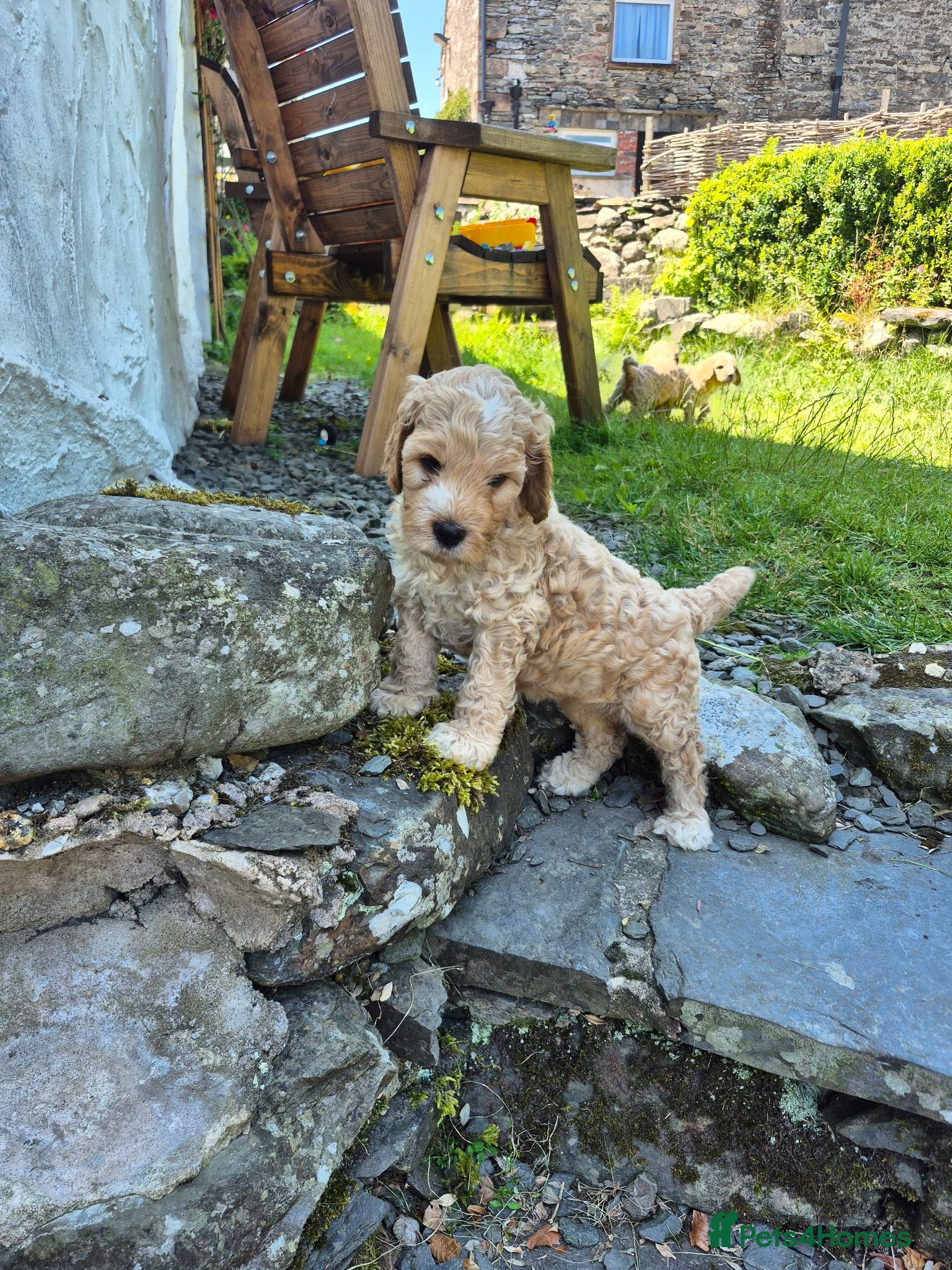 Cockapoo dogs F1 Cockapoos, ready 26th of July  - Advert 15