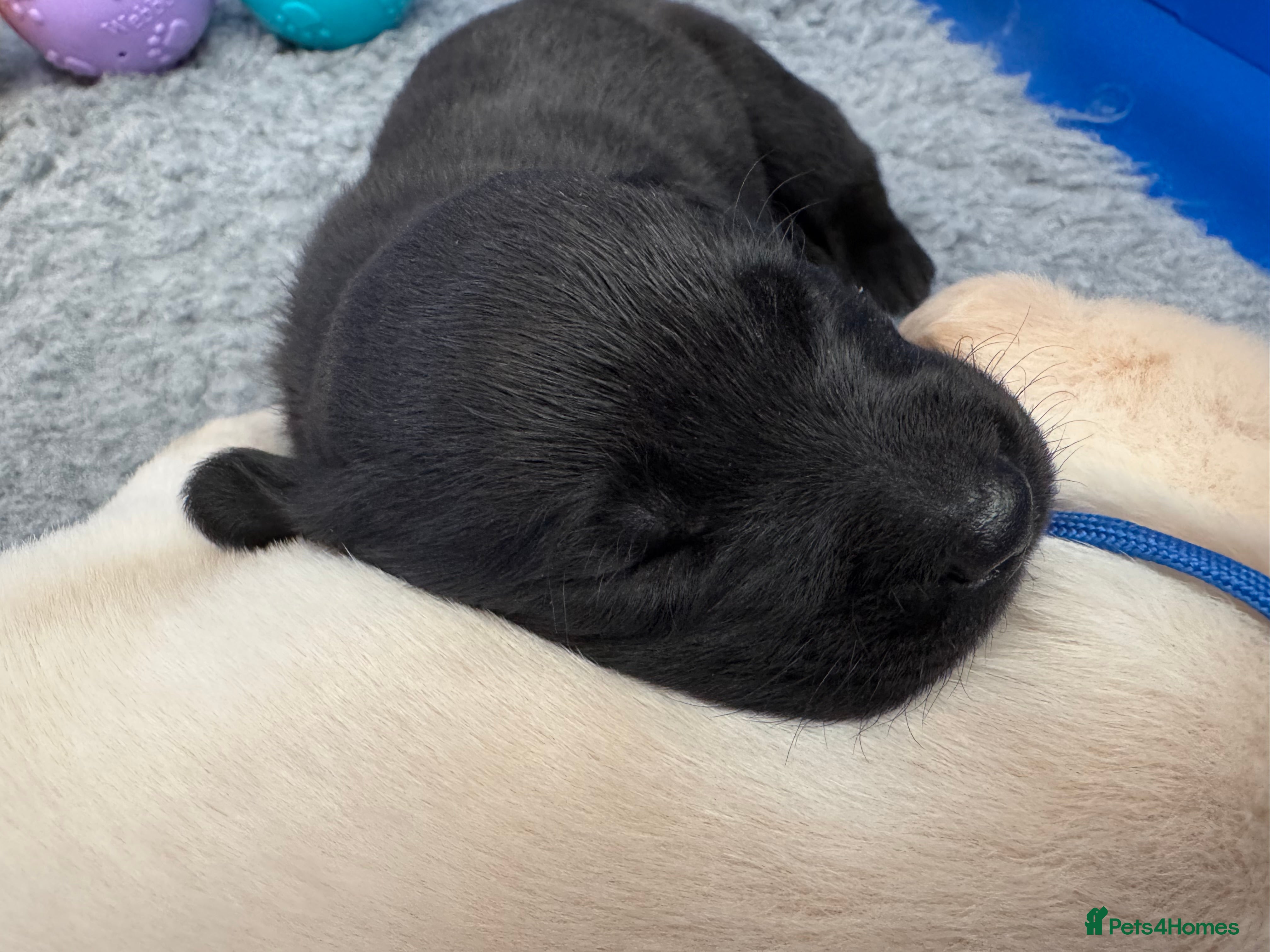 Labrador Retriever dogs KC registered Labrador pups from top working lines - Advert 2