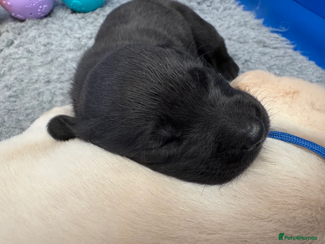 Labrador Retriever dogs for sale: KC registered Labrador pups from top working lines in Rugby - Advert 2