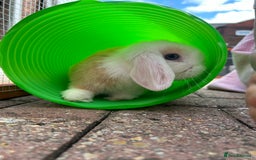 Mini Lop rabbits for sale: Two male mini lop rabbits looking for forever home - Advert 10