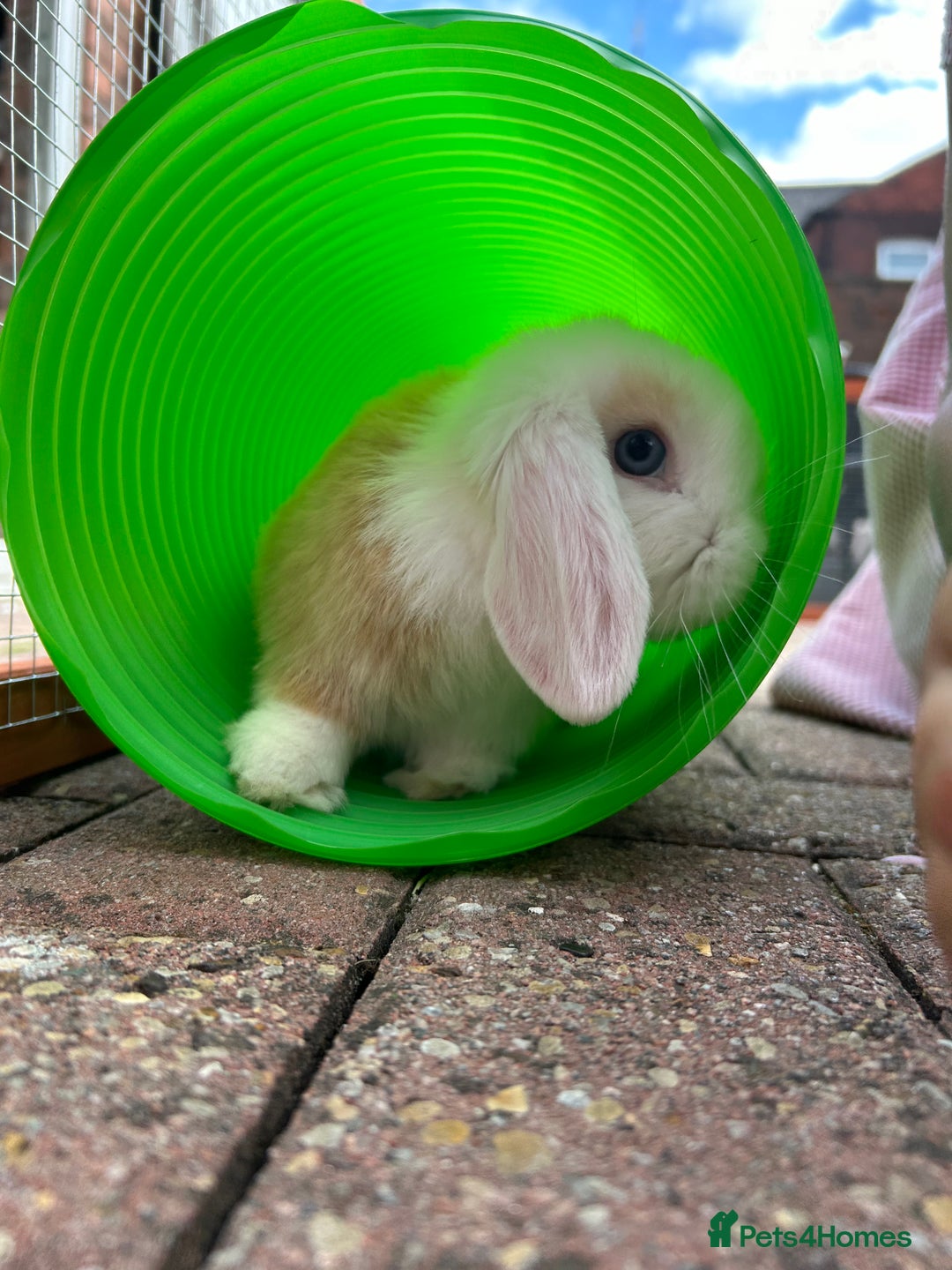 Mini Lop rabbits for sale: Two male mini lop rabbits looking for forever home - Advert 10
