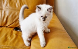 Ragdoll cats for sale: 🐾Last  Girl - Genetically clear 🐾 - Image 4
