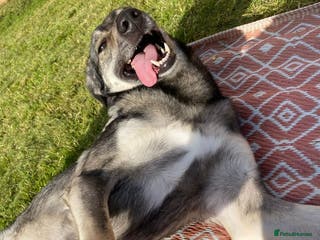 Mixed Breed dogs Meet Vinnie, currently residing in Cheshire - Advert 8