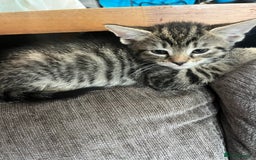Mixed Breed cats for sale: Short hair and long hair kittens  - Image 10