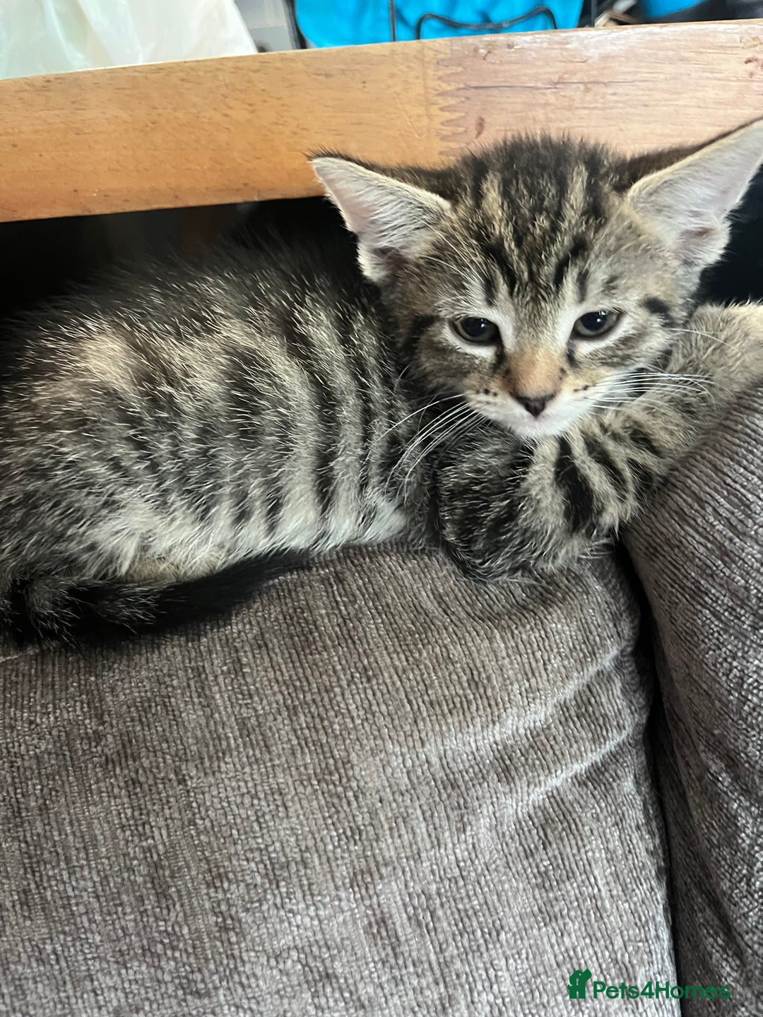 Mixed Breed cats for sale: Short hair and long hair kittens  - Image 10