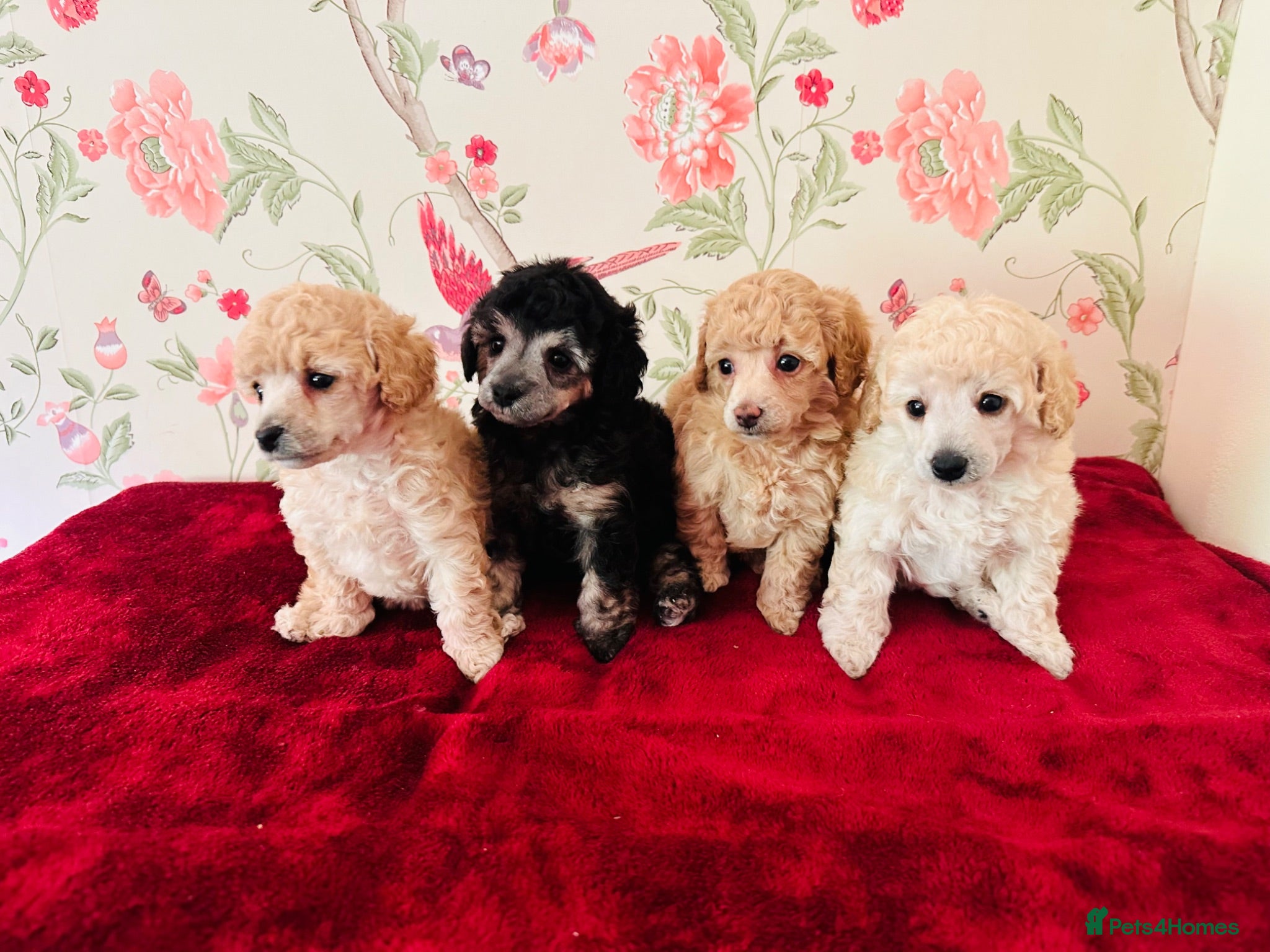 Toy Poodle dogs 🐩 extensively health tested Kc Toy poodle Puppies - Advert 14