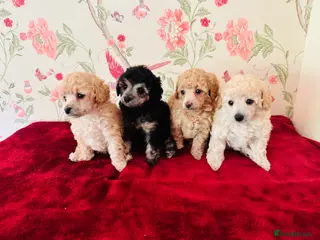 Toy Poodle dogs 🐩 extensively health tested Kc Toy poodle Puppies - Advert 14