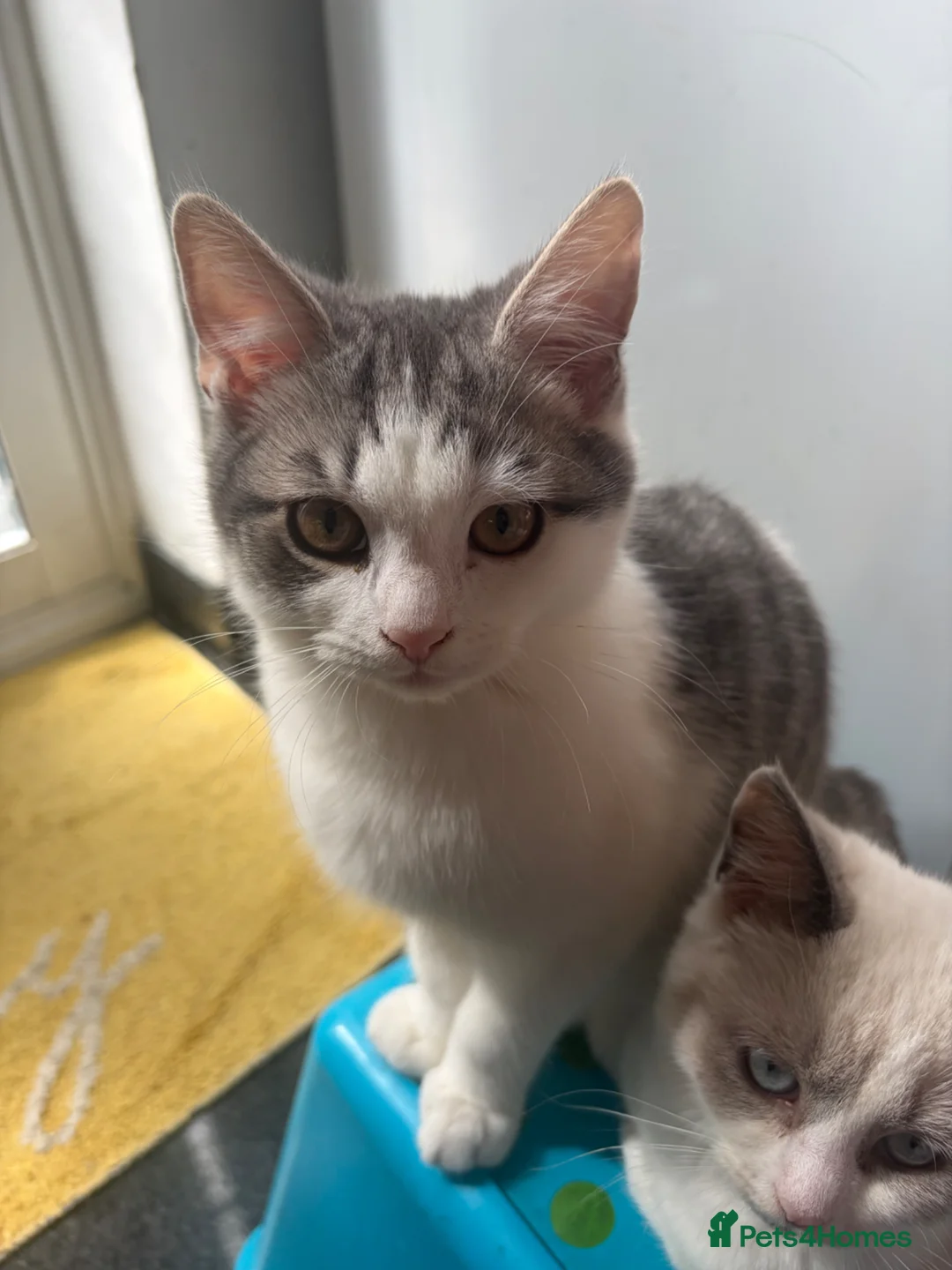 Mixed Breed cats for sale: Last boy kitten left white and grey spots - Advert 2