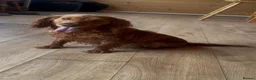 Cocker Spaniel dogs for sale: Beautiful working cocker spaniel girl  - Advert 3