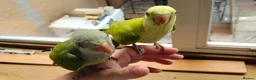 Parakeets birds for sale: Beautiful Hand Reared Quaker Parakeet - Advert 3